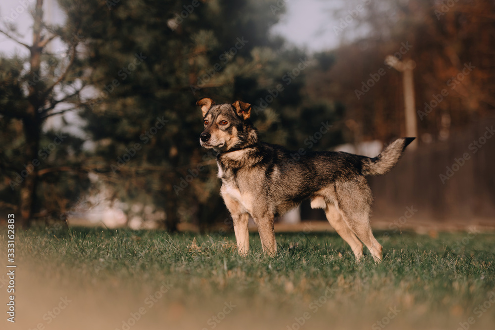 grey mixed breed dog standing outdoors grey mixed breed dog standing outdoors