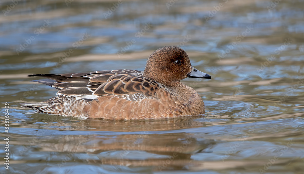Fototapeta premium Wigeon Female Swimming