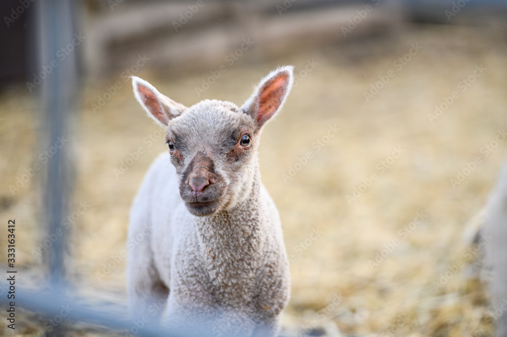Fototapeta premium Cute portrait of farm animal sheep, lamb on spring.