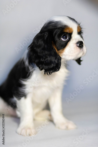 cavalier king charles spaniel