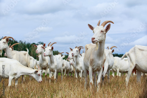Фотография Goats graze on the field