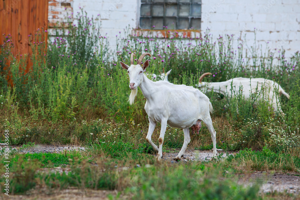 Obraz premium Goats on the farm