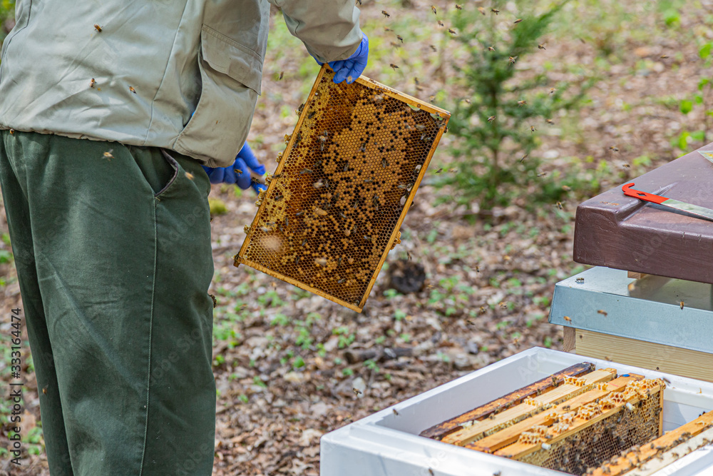 ein Imker arbeitet mit Bienenwaben, die voller Bienen sind ein Imker arbeitet mit Bienenwaben, die voller Bienen sind