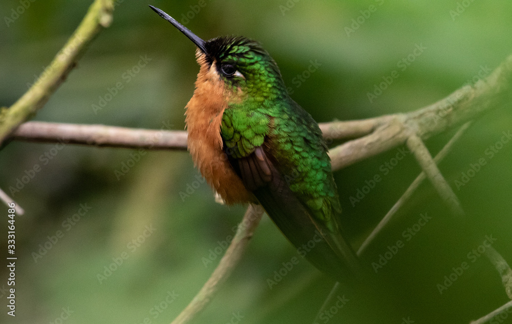Hummingbird perched Hummingbird perched