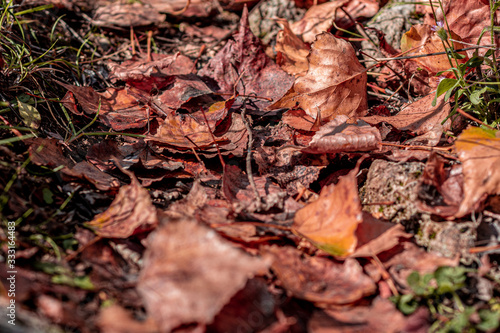 Hojas de otoño caídas © Julian