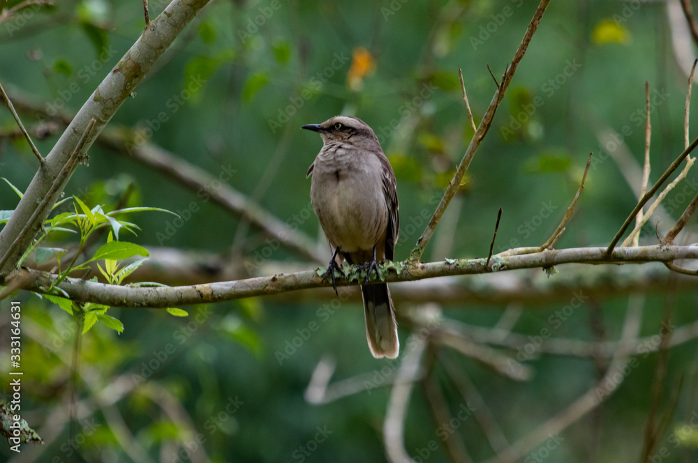 Bird on a branch