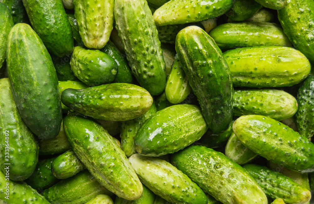 fresh cucumbers on a green background fresh cucumbers on a green background
