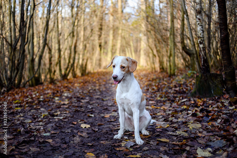 Amazing healthy looking adult white dog in colorful forest. Amazing healthy looking adult white dog in colorful forest.