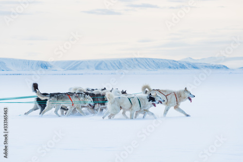 Sled dogs running on snow, Greenland. © Mikael