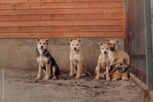 Photography group of mixed breed puppies posing in the shelter