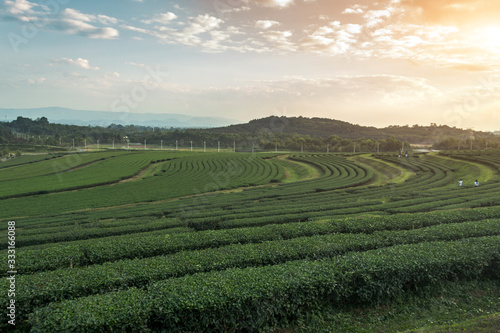 landscape tea tree field on agriculture for harvest © Yanukit