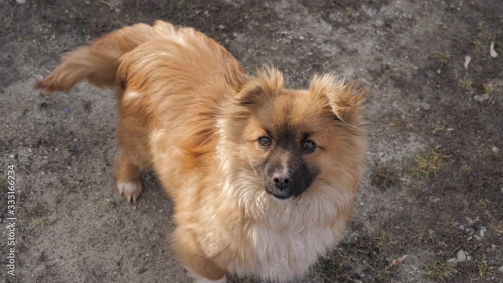 Puppy, sitting outdoors and looking up into the camera. Adorable little dog looking at camera. Puppy, sitting outdoors and looking up into the camera. Adorable little dog looking at camera.