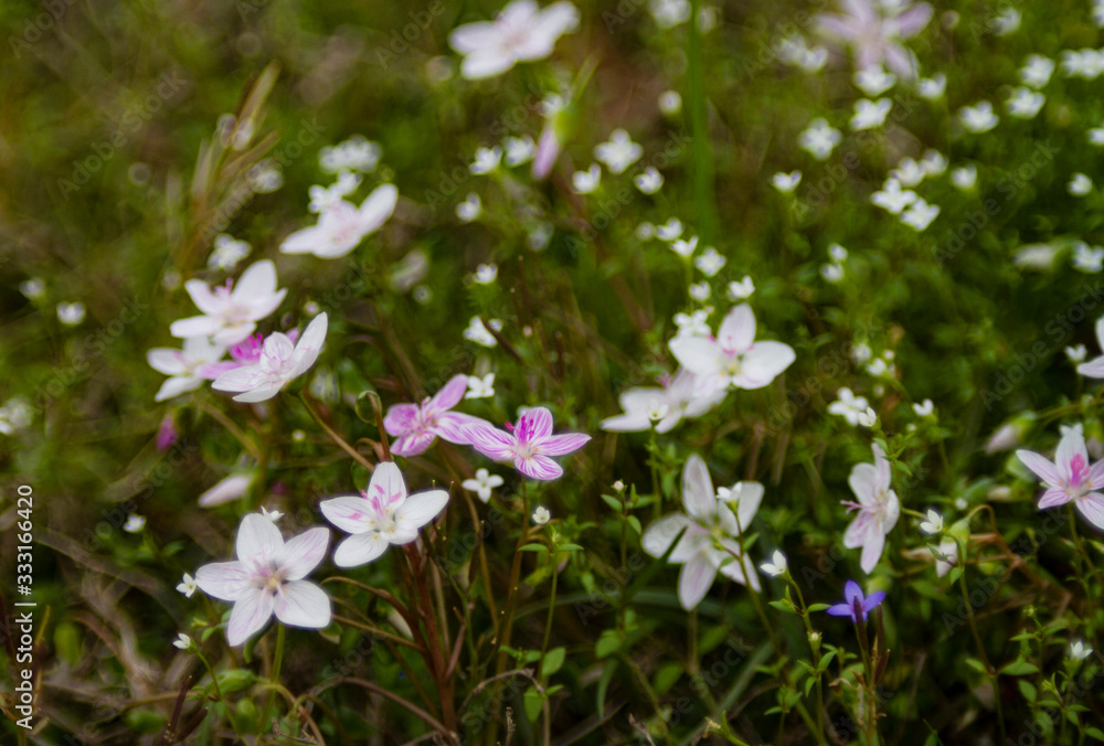 Claytonia virginica or spring beauty wild flowers Claytonia virginica or spring beauty wild flowers