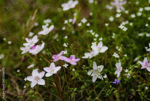 Claytonia virginica or spring beauty wild flowers