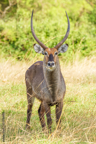 Canvas Print Male defassa waterbuck ( Kobus ellipsiprymnus defassa), Murchison Falls National Park, Uganda