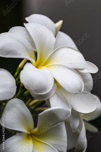 Yellow-white frangipani tropical flowers close up. photo
