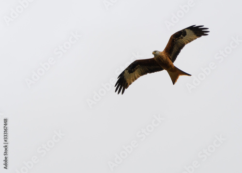 Red Kite flying photo