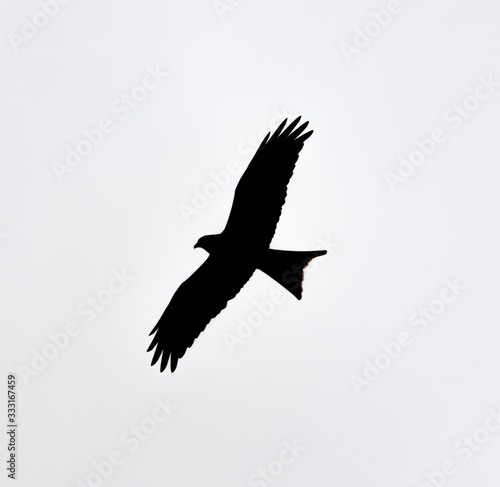 Red Kite Silhouette