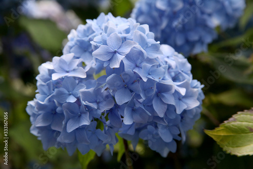 A stunning blue Hydrangea in an English country garden