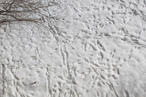 Traces, shadow, light, winter, tree. Background, wallpaper