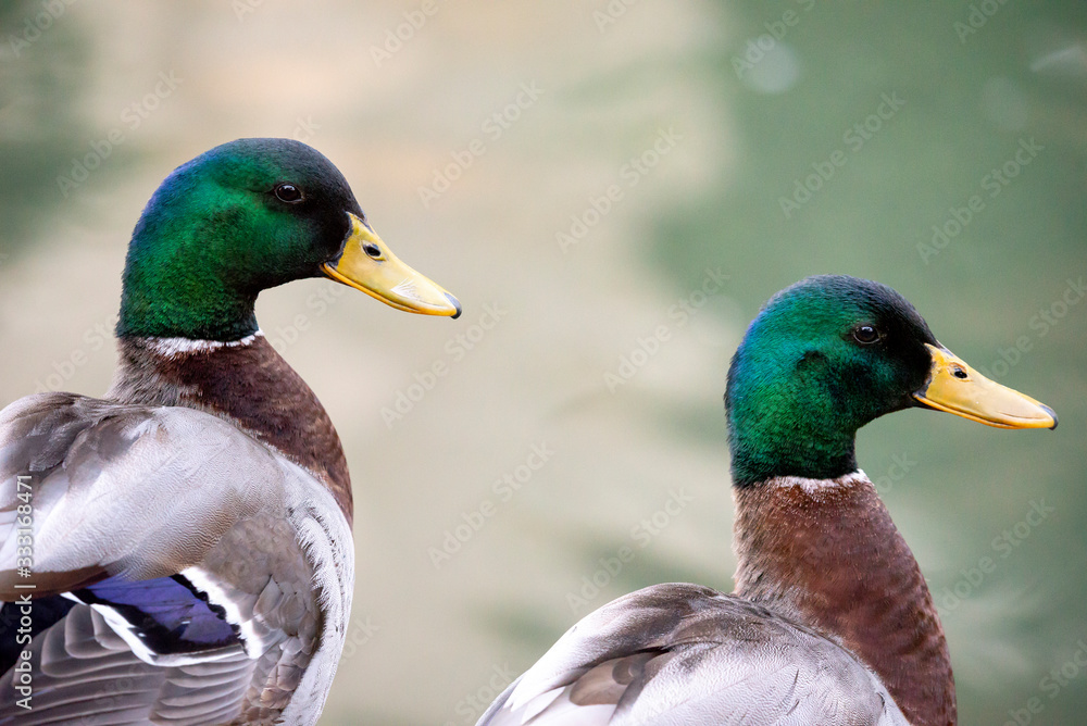 Male mallard near the river, duck with dark green head Male mallard near the river, duck with dark green head