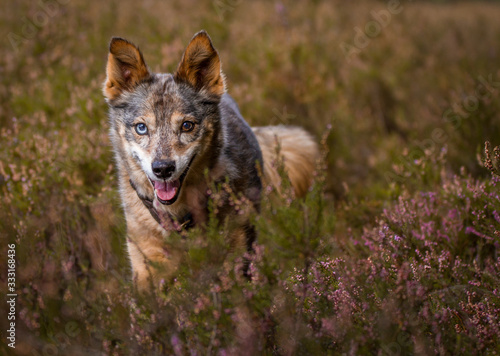 Hund in der Heide photo