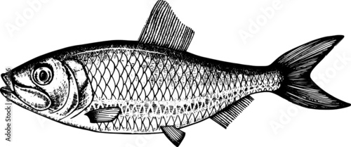 Fish herring illustration book card hand drawing hatching