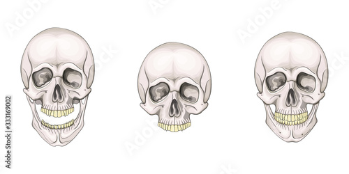 The human skull set isolated on white background. Vector illustration.