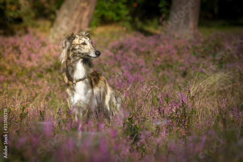 Silken Windsprite in der Heide photo