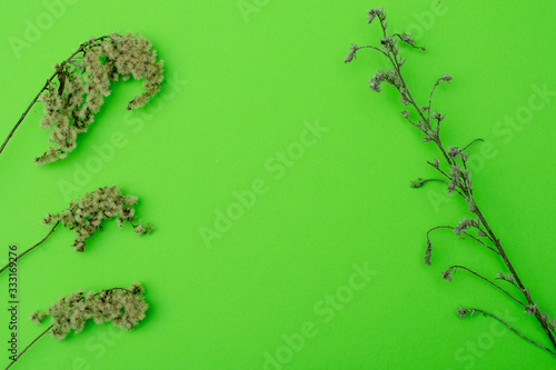 dry twigs of field flowers on a green background. place for text
