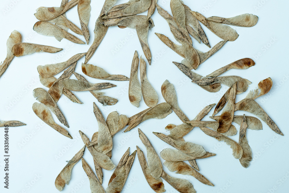 Fototapeta premium dry maple seeds on a white background. close-up. texture