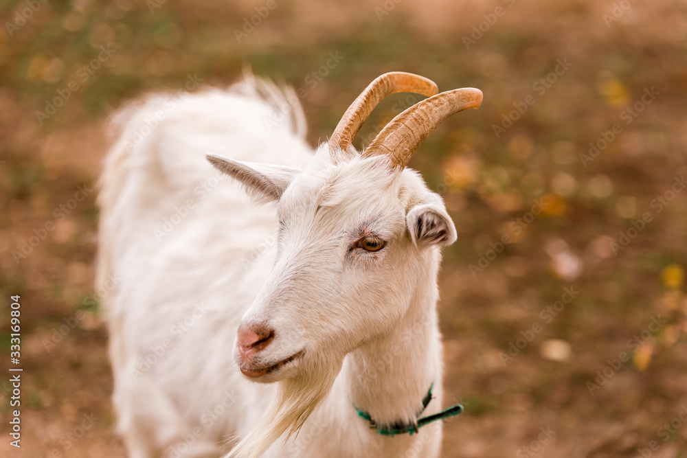 Fototapeta premium White goat in a meadow on a farm. Raising cattle on a ranch, pasture