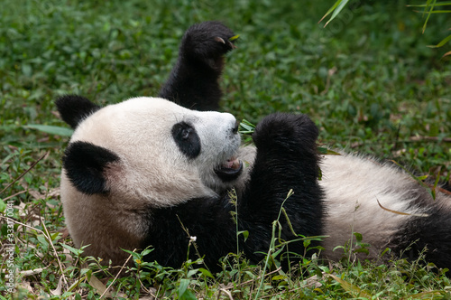 Cute giant panda bears