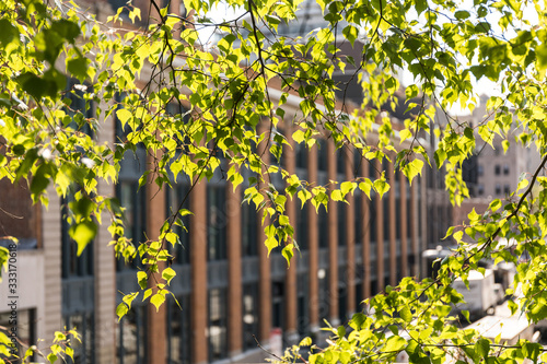 Fototapeta Naklejka Na Ścianę i Meble -  liście