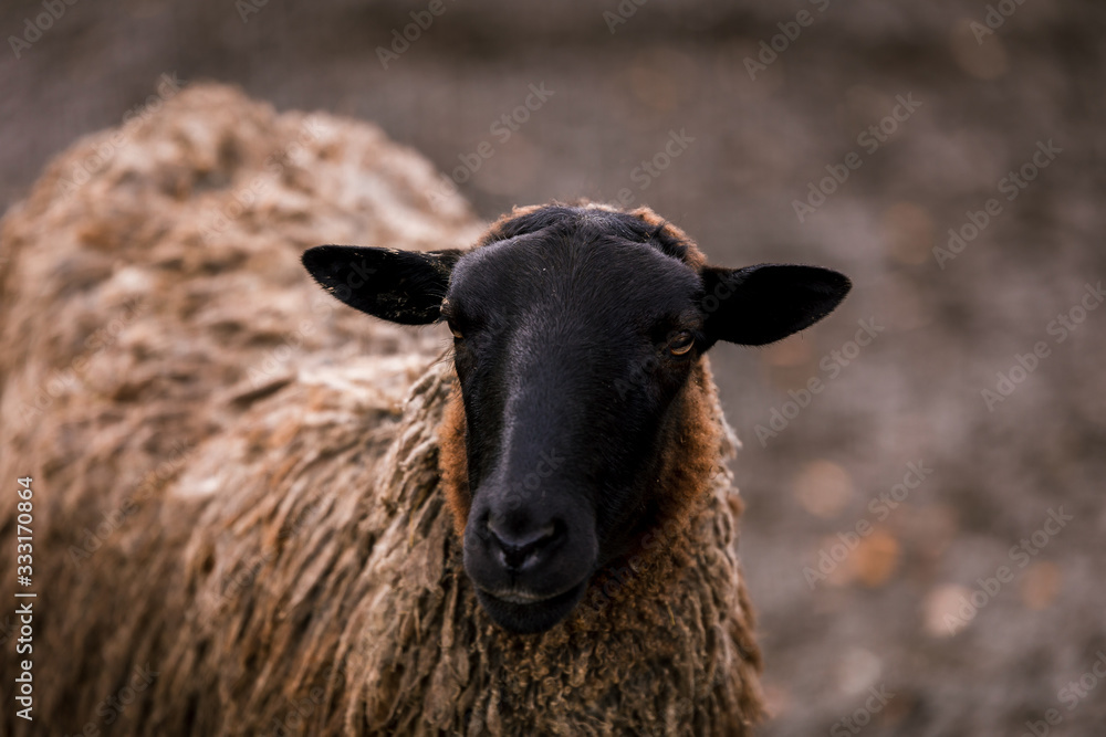 Sheep white with a black head in a pen in the stable on a farm. Raising cattle on a ranch, pasture