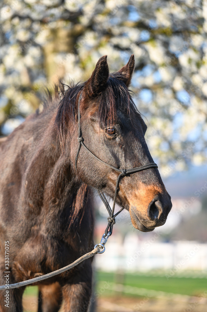 Obraz premium Portrait of amazing animal, beautiful horse on nature background.