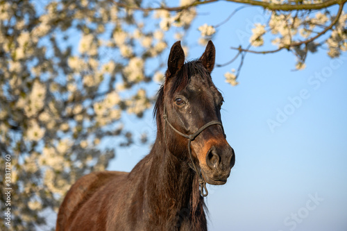 Portrait of amazing animal, beautiful horse on nature background. © Eliška