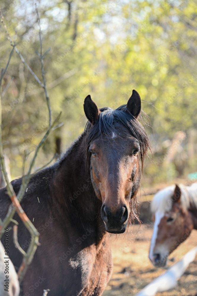 Obraz premium Portrait of amazing animal, beautiful horse on nature background.