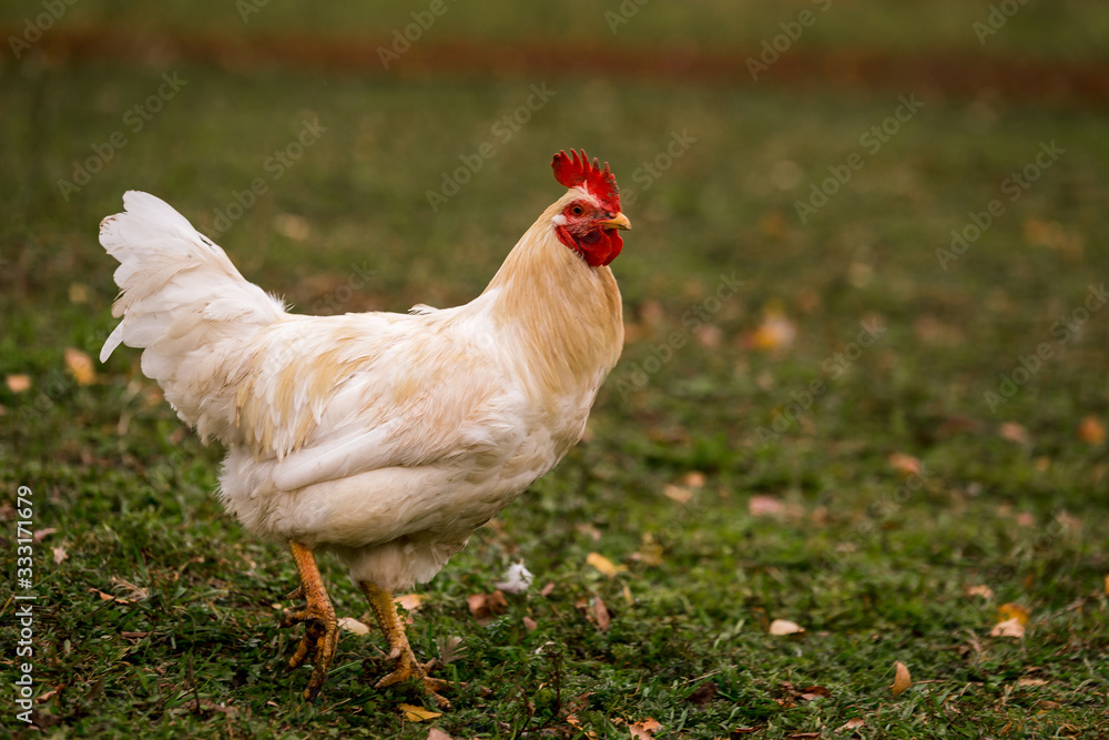White chicken in a pen in the stable on a farm. Raising cattle on a ranch, pasture