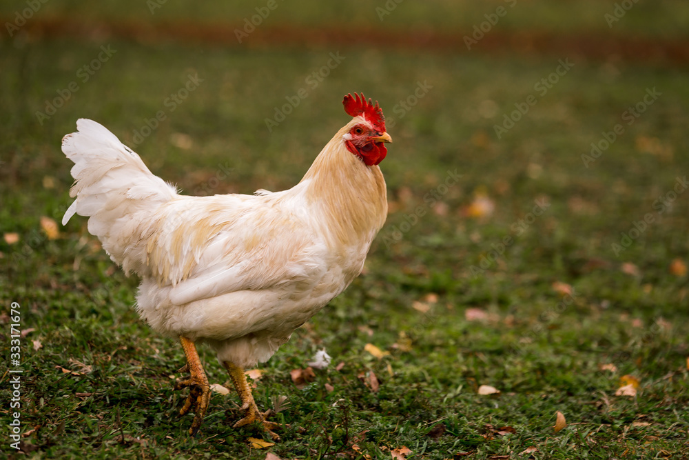 Fototapeta premium White chicken in a pen in the stable on a farm. Raising cattle on a ranch, pasture