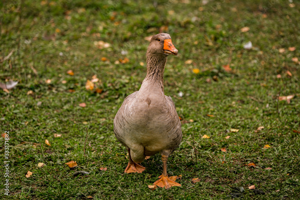Fototapeta premium Gray goose in a pen in the stable on a farm. Raising cattle on a ranch, pasture