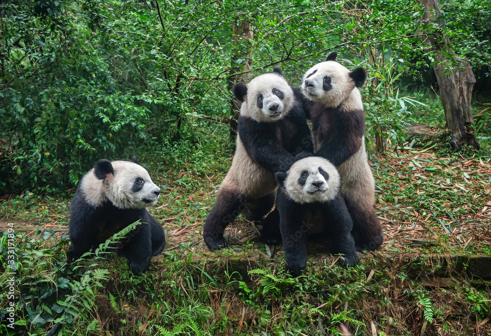 Fototapeta premium Cute giant panda bears