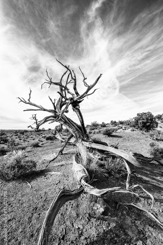 Lone Tree