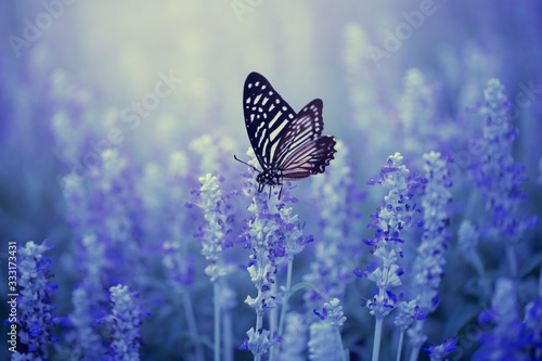 butterfly on flower © pichit