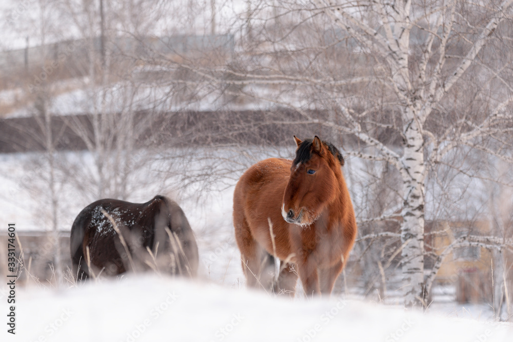 Group Of Siberian Horses On A Free Grazing In The Winter. Pretty Brown Steed With A Muzzle In Hoarfrost. Freezing Day In Altai Republic, Russia. Herd Of Brown Horses Peacefully Grazed Through The Snow