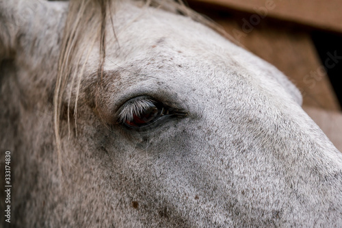 White horse eye close up in a pen behind a fence in a meadow on a farm. Raising cattle on a ranch, pasture
