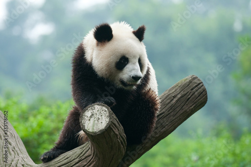 Cute giant panda bear © wusuowei