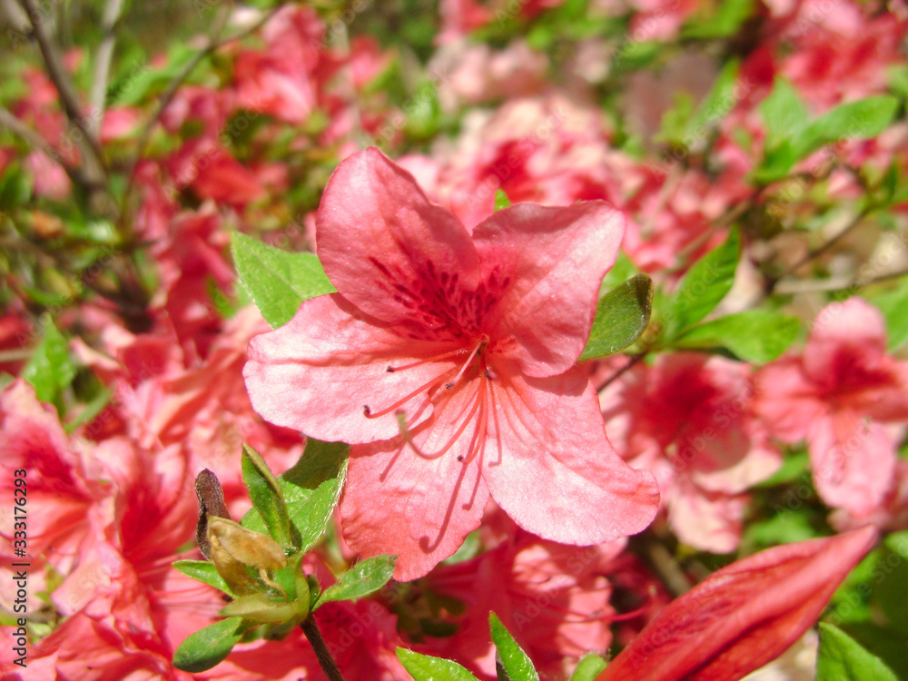 Flower azalea blooming in springtime. Background full of flowers Japanese pink Azalea. Flower azalea blooming in springtime. Background full of flowers Japanese pink Azalea.