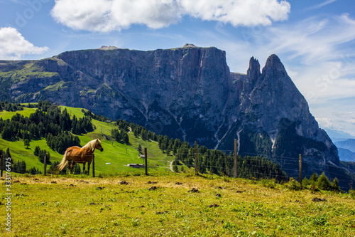 A Horse, Schlern Massif and Santner Peak on a Summer Day