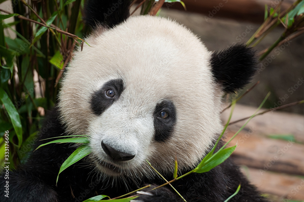Fototapeta premium Cute giant panda bear
